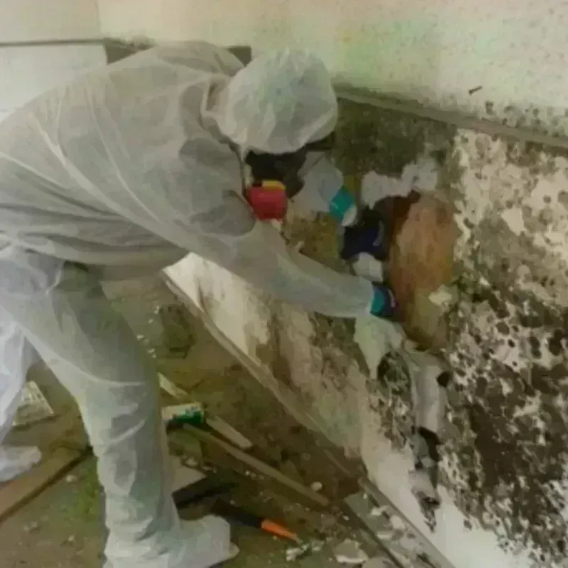 Mold Remediation and Removal in Bland, VA